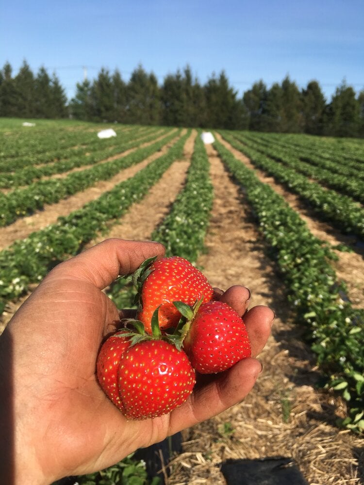 PYO Strawberries Brandon Family Farm Contact brandonfamilyfarm